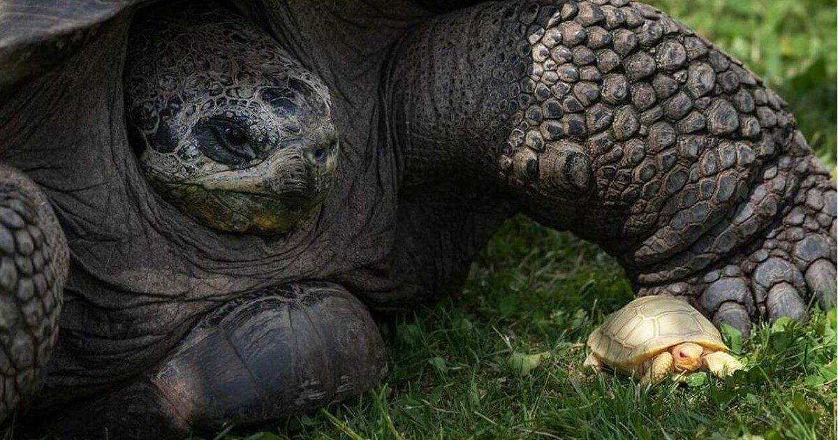 Nasce una tartaruga gigante albina in uno zoo svizzero: “È la prima volta al mondo”