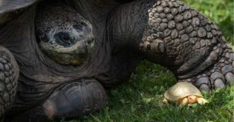 Copertina di Nasce una tartaruga gigante albina in uno zoo svizzero: “È la prima volta al mondo”