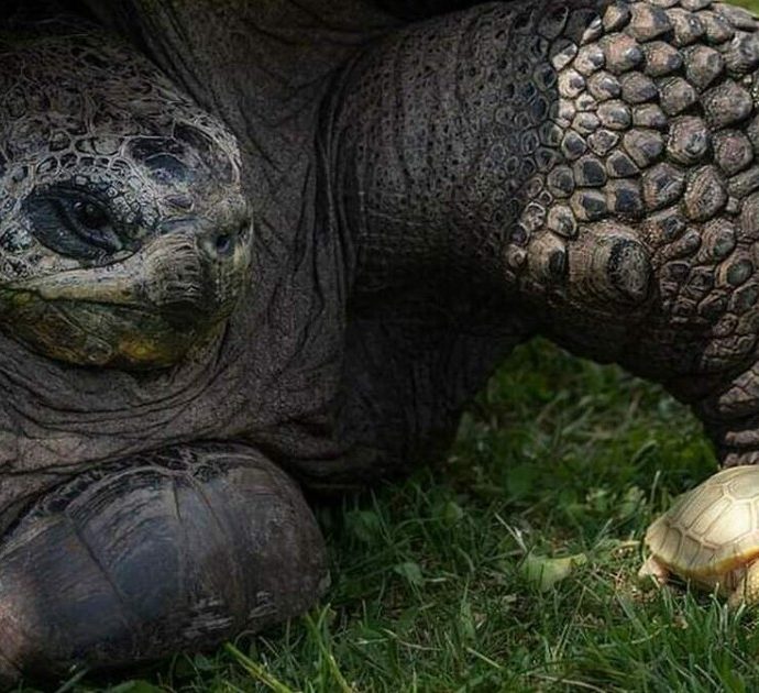 Nasce una tartaruga gigante albina in uno zoo svizzero: “È la prima volta al mondo”