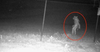 Copertina di Animale misterioso immortalato dalle telecamere dello zoo di Amarillo: “Strana immagine non sappiamo cosa sia”. Il web si scatena
