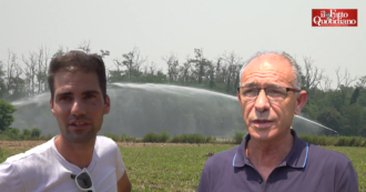 Copertina di La siccità mette in difficoltà le campagne del Milanese: “Chicchi non si sono sviluppati per la mancanza d’acqua. Raccolto compromesso”