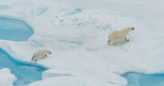 Copertina di In Groelandia alcuni orsi polari imparano ad adattarsi ai cambiamenti climatici: lo studio