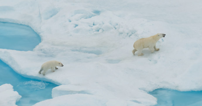 In Groelandia alcuni orsi polari imparano ad adattarsi ai cambiamenti climatici: lo studio