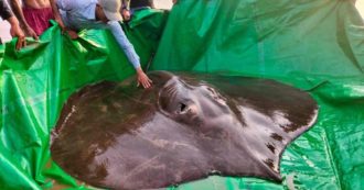 Copertina di Catturato il più grande pesce d’acqua dolce mai visto al mondo: è una pastinaca da 300 chili