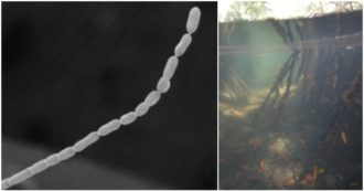 Copertina di Scoperto un batterio gigante, il primo ad essere visibile a occhio nudo: “Arriva a 2 centimetri, 5.000 volte in più rispetto agli altri batteri”