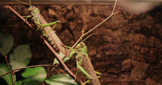 Copertina di Sardegna, per arginare l’invasione di cavallette forse si sarebbe potuto agire per tempo
