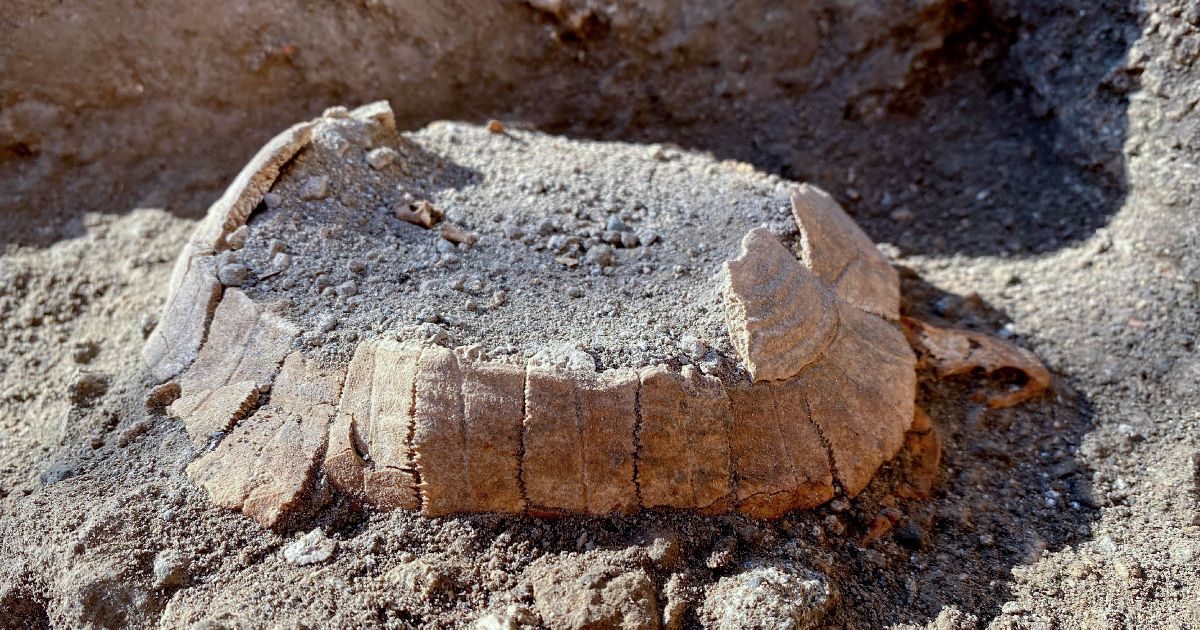 Pompei, dopo 2mila anni ritrovata una tartaruga con il suo uovo (mai deposto). E uno studio fa slittare la data dell’eruzione a ottobre
