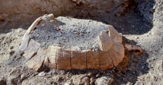 Copertina di Pompei, dopo 2mila anni ritrovata una tartaruga con il suo uovo (mai deposto). E uno studio fa slittare la data dell’eruzione a ottobre