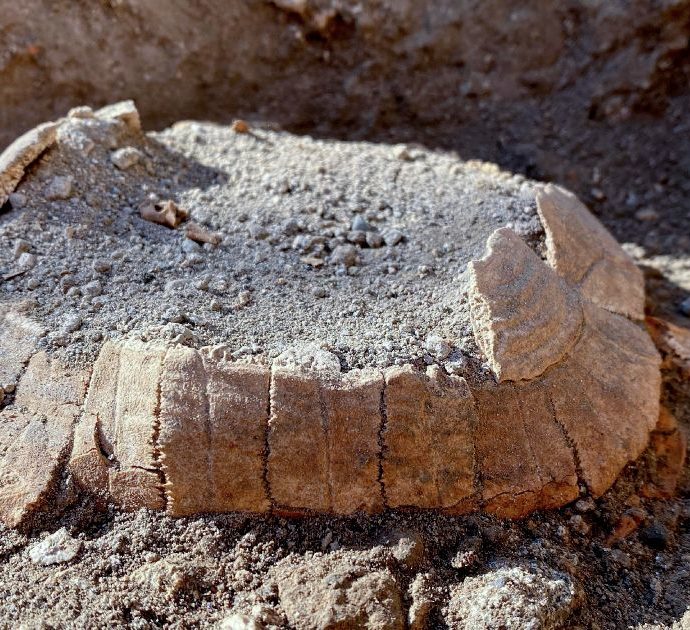 Pompei, dopo 2mila anni ritrovata una tartaruga con il suo uovo (mai deposto). E uno studio fa slittare la data dell’eruzione a ottobre