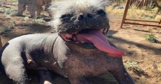 Copertina di Non solo Mr happy face, ci stiamo trasformando tutti in cani bruttissimi