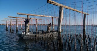 Copertina di La sfida di Venezia: riportare in laguna l’ostrica europea. E può essere un affare anche per la qualità dell’acqua del mare: ecco perché
