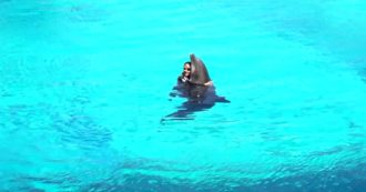 Copertina di Riccione, Gessica Notaro torna ad addestrare i delfini al parco Oltremare