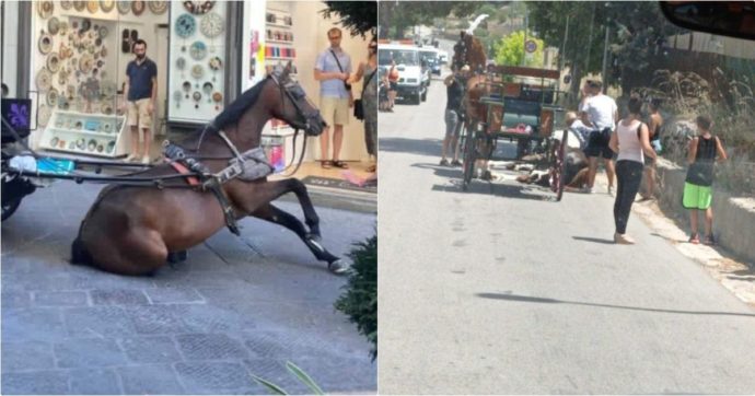 Da Firenze a Matera, scoppia la polemica per i cavalli crollati sotto il sole. E in Sardegna un animale muore durante un palio storico