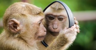 Copertina di Sesso, genere, binarismo: il libro del primatologo che fa litigare tutti