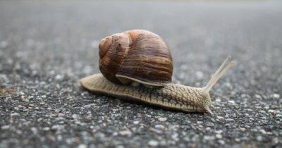 Copertina di “E’ stato uno choc, ora sono a rischio i cenoni di Natale e Capodanno”: maxi furto di lumache in una fattoria, bottino da 90 mila euro.
