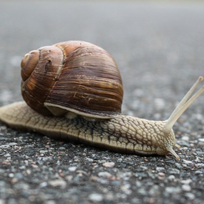 “Mangia una lumaca con il verme polmonare dei ratti per sfida, si paralizza e muore”: la storia del rugbista Sam Ballard. La madre: “Se n’è andato sorridendo”