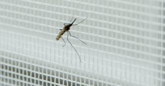 Copertina di Lotta alle zanzare, perché gli insetticidi fanno male e le alternative possibili