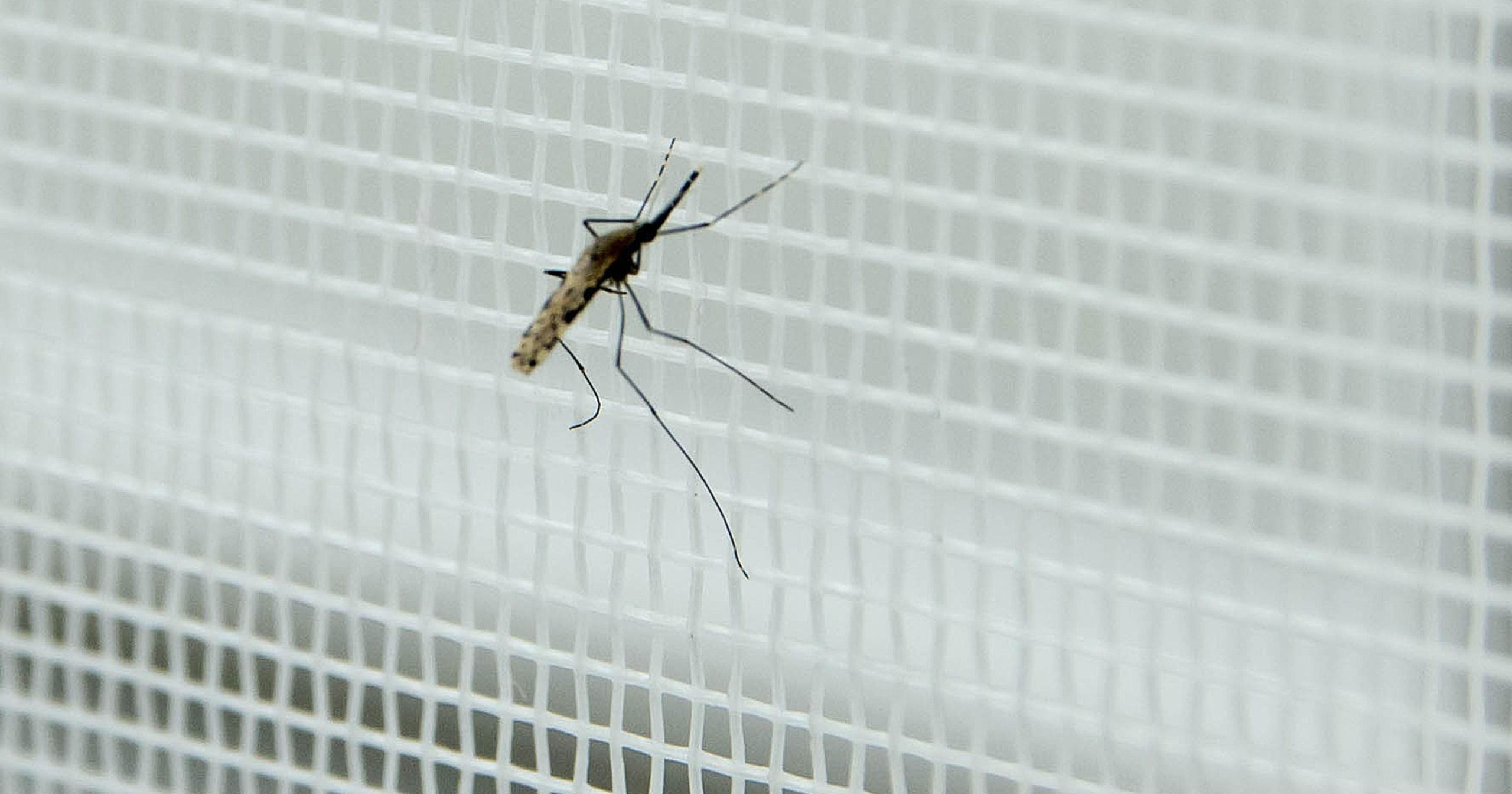 Lotta alle zanzare, perché gli insetticidi fanno male e le alternative