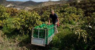 Copertina di Cambiamenti climatici, così gli agricoltori si adeguano al meteo impazzito: in Calabria e Sicilia avocado e banane al posto degli agrumi