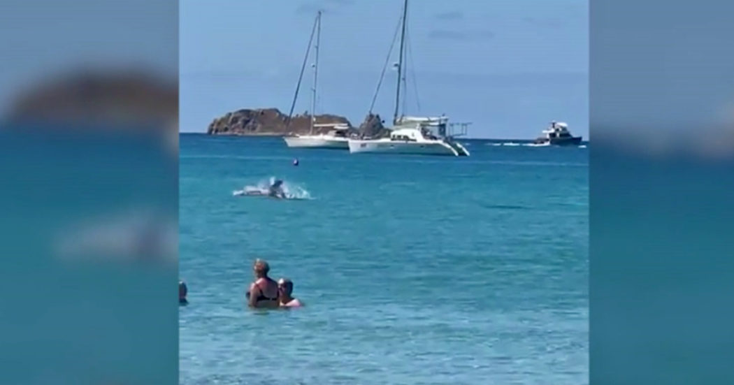 Sardegna, due delfini nuotano a pochi metri dalla spiaggia: il video da Villasimius