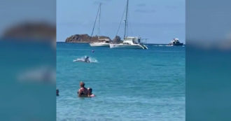 Copertina di Sardegna, due delfini nuotano a pochi metri dalla spiaggia: il video da Villasimius