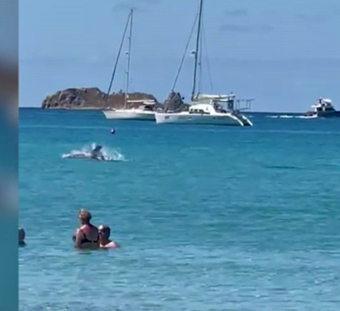 Sardegna, due delfini nuotano a pochi metri dalla spiaggia: il video da Villasimius