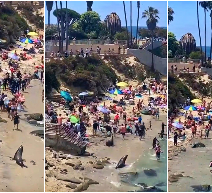 Paura in spiaggia, due leoni marini corrono lungo la riva: la fuga delle persone – Video