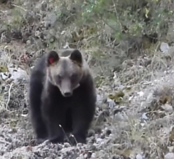 Cerca di uccidere Juan Carrito spingendolo in un burrone: l’orsa Bambina invade il territorio