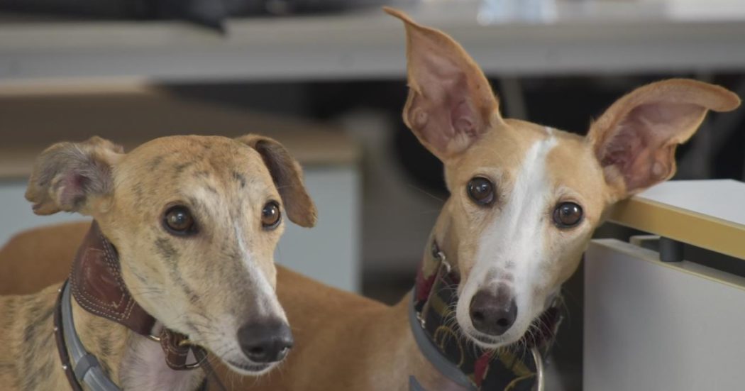 Acchiappalevrieri, l’associazione che riporta a casa i cani senza chiedere nulla in cambio