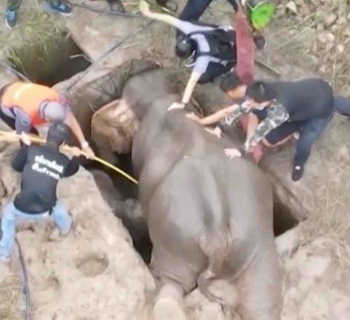 Cucciolo di elefante finisce nel tombino di un campo da golf, per consentire il salvataggio è stato necessario sedare la madre