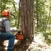 Copertina di In Montenegro centinaia di ettari di foreste ed ecosistemi intatti senza protezione. EuroNatur: “Fermare il disastro”
