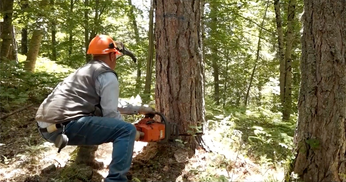 Burning trees to produce ‘green’ energy, Rainews has to investigate deforestation case between Italy and Romania – watch the preview