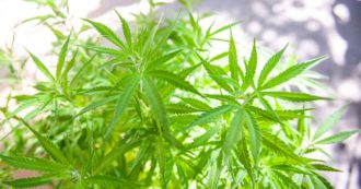 Copertina di Cannabis, l’ex maresciallo della Guardia di Finanza che la usa contro la sua patologia: “Avevo dolori cronici, sono rinato. Sia legale”
