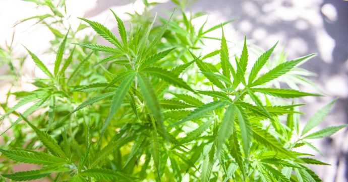 Cannabis, l’ex maresciallo della Guardia di Finanza che la usa contro la sua patologia: “Avevo dolori cronici, sono rinato. Sia legale”