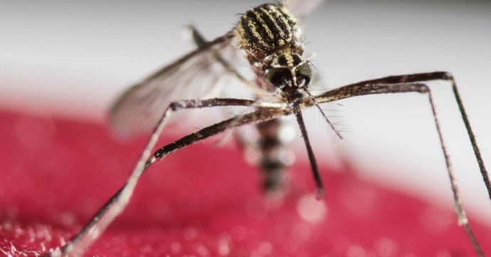 Dengue: come una patologia tropicale diventa globale
