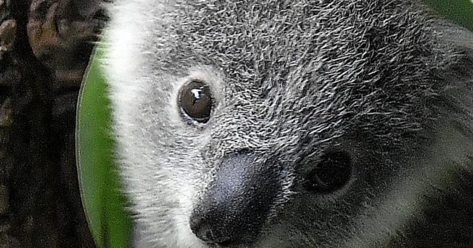 Australia, Rapporto sullo Stato dell’Ambiente 2021: in cinque anni più di 100 specie di mammiferi dichiarate estinte