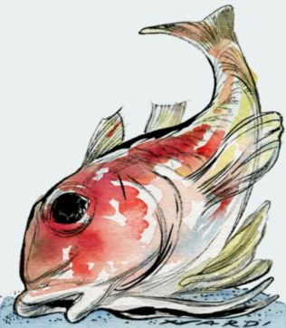 Morire d’amore è da  triglie