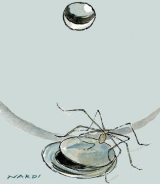 Diamo un nome al ragno