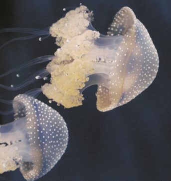 Umani, prezzi e meduse:  la dura lotta di Stromboli