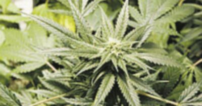 Copertina di Malore per addetti ai bagagli a Fiumicino: “Mangiate caramelle alla marijuana trovate nella stiva di un aereo”