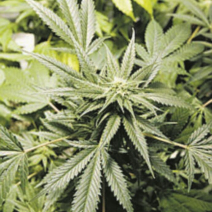 Serre di marijuana e mezzo chilo d’erba nel castello di famiglia: ai domiciliari Andrea Odescalchi, l’erede della storica casata romana