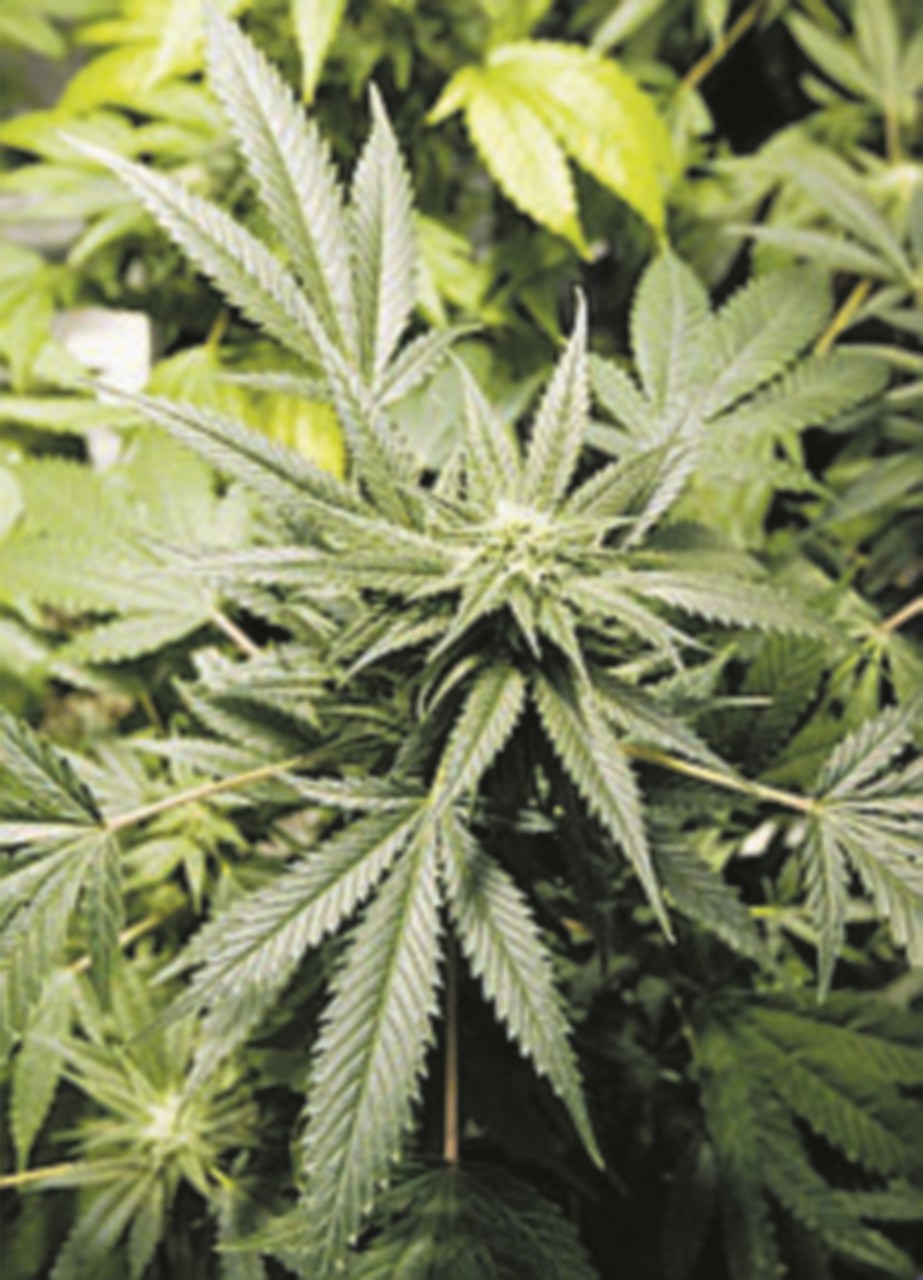Serre di marijuana e mezzo chilo d’erba nel castello di famiglia: ai domiciliari Andrea Odescalchi, l’erede della storica casata romana Serre di marijuana e mezzo chilo d’erba nel castello di famiglia: ai domiciliari Andrea Odescalchi, l’erede della storica casata romana