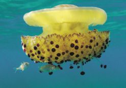 Copertina di Vivere in Australia: il pericolo non sono le auto, ma i coccodrilli