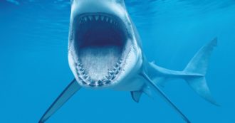 Copertina di Allarme “squali drogati”: “Un rischio per la salute umana”