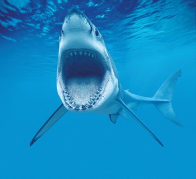 Copertina di “Noi nelle fauci dello squalo bianco”