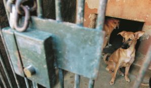 Copertina di Cani abbandonati e grandi affari