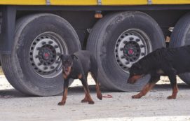 Copertina di I randagi uccidono anche noi