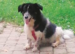 Copertina di Fanta e gli altri, amici dei ciechi e poi rottamati