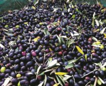 Copertina di Annata 2014: Italia senz’olio