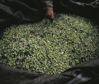 Copertina di Bactrocera, il colpevole è un insetto